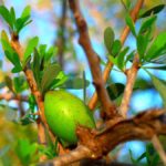 argan_fruit_oil_cosmetic_morocco_tree-705196